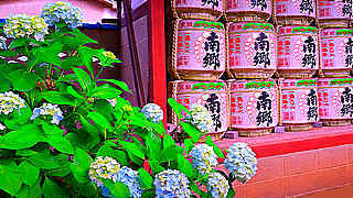 Hydrangea in Hakusan Shrine – Bunkyo City, Tokyo