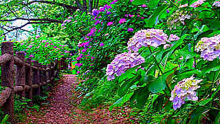Walk in Shimoda, Japan – Hydrangeas in Shimoda Park