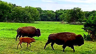 Baby Bull was Returned to the Herd – Texas, US