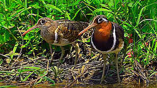 Greater Painted-Snipe – Natural Bird Sound