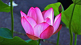 Lotus in Full Bloom – Showa Kinen Park, Tokyo
