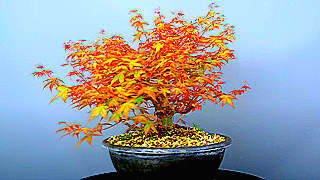 Pruning Japanese Maple Bonsai with Explanation