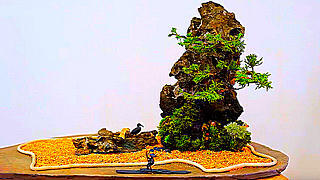 Bonsai – Shave Stones and Plant Junipers