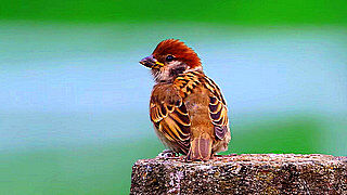 Cute Tree Sparrows Enjoying their Breakfast