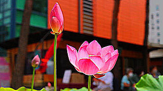 Lotus Flowers in Jogyesa Temple – Seoul, South Korea