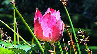 Lotus and other Flowers – Jindai Botanical Gardens, Tokyo