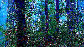 Nature Sounds in the Evening Forest