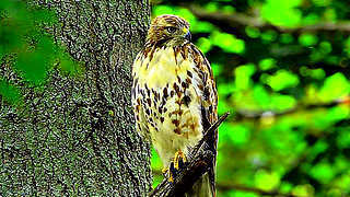 Red-tailed Hawk – Natural Bird Sound
