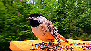 Songs & Calls – Bird Feeder in the Forest