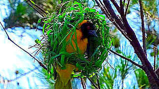 Village Weaver Building a Nest