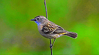 Common Stonechat – Natural Bird Sound
