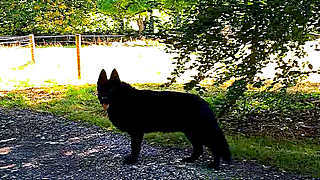 Morning Walk – My German Shepherd and Others