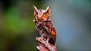 Mountain Scops Owl – Natural Bird Sound
