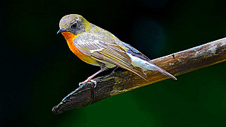 Mugimaki Flycatcher – Natural Bird Sound
