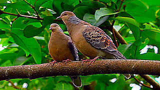 Oriental Turtle Dove – Natural Bird Sound