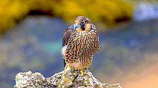 Peregrine Falcon in the Sinis Peninsula – Sardinia, Italy