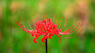 Red & White Spider Lily – Fuchu City Local Forest Museum, Tokyo