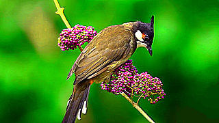Red-whiskered Bulbul – Natural Bird Sound