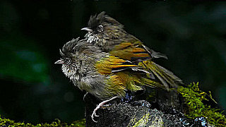 Taiwan Fulvetta – Natural Bird Sound
