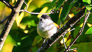 Willow Tit in a Tree