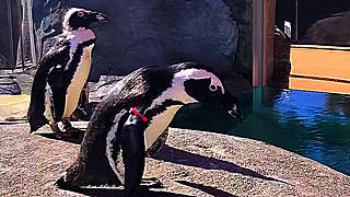 African Penguin in Denver Zoo – Colorado, US