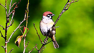 Cute Tree Sparrows at Lake Hinuma – Ibaraki, Japan