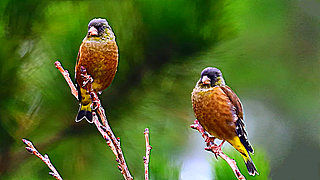 Oriental Greenfinches Preening their Feathers on a Tree