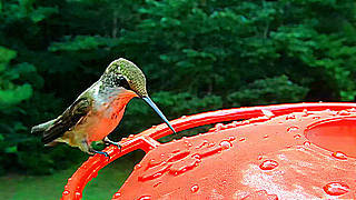 Ruby-throated Hummingbird – Drinking Water