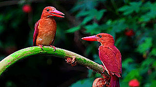 Ruddy Kingfisher – Natural Bird Sound