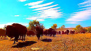 World’s Largest Bison Stampede – Custer State Park, US
