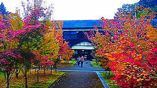 Autumn Leaves in World Maple Park Hirara – Uda, Nara, Japan