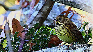 Black-faced Bunting on a Branch of Tree