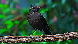 Chinese Blackbird – Natural Bird Sound