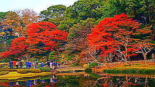 Colourful Autumn Leaves at Tokyo Imperial Palace