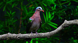 Common Emerald Dove – Natural Bird Sound