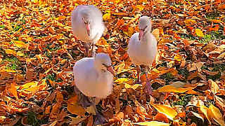 Flamingo Chicks Enjoy Fall in Denver Zoo