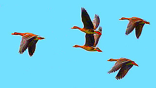 Greater White-fronted Goose – Natural Bird Sound