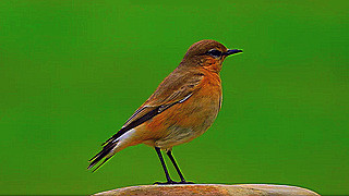 Isabelline Wheatear – Natural Bird Sound