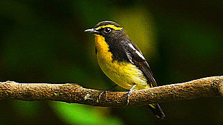Narcissus Flycatcher on a Branch of Tree
