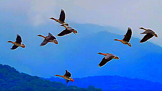 Taiga Bean-Goose – Natural Bird Sound