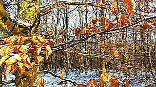 12 Minutes of Relaxing Music – Winter Morning Forest