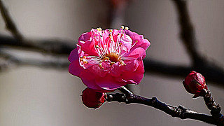 Cherry Blossom in Jindai Botanical Garden, Tokyo