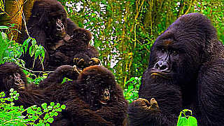 Congo Travel – Mountain Gorillas in Dangerous Territory