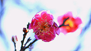 Flowering Japanese Apricot in Showa Kinen Park, Tokyo