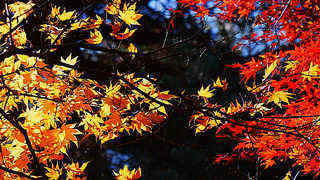 Late Autumn in Showa Kinen Park, Tokyo