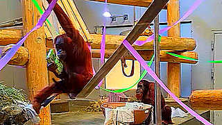 Sumatran Orangutan in Denver Zoo – Colorado, US