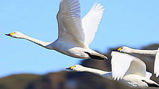 Tundra Swans Flying Away from their Pond – Chiba, Japan
