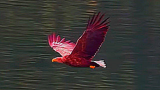 White-tailed Eagle – Natural Bird Sound