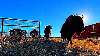 Bison Go Out to Pasture – Texas, US
