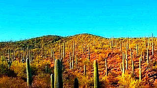 Hike in the Sonoran Desert – Tucson, Arizona, US